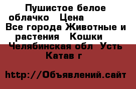 Пушистое белое облачко › Цена ­ 25 000 - Все города Животные и растения » Кошки   . Челябинская обл.,Усть-Катав г.